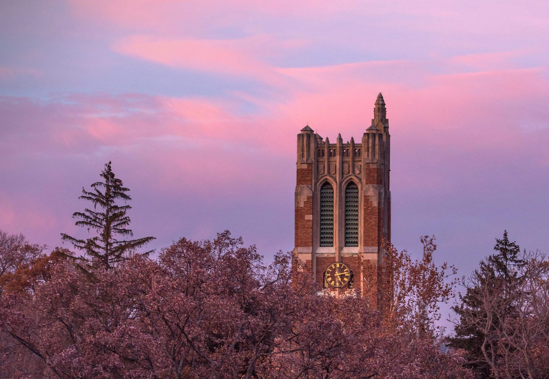 michigan-state-university-duolingo-requirements